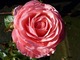 Rosa "Ruby Celebration" (Floribunda)