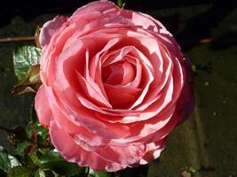 Rosa "Ruby Celebration" (Floribunda)