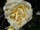 Rosa "Creme de la Creme" (Climbing Rose)