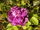 Rosa "Indigo" (Portland Damask - 1830)