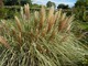 Cortaderia - trawa pampasowa