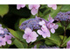 Hydrangea serrata