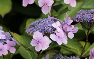 Hydrangea serrata