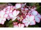 Hydrangea macrophylla