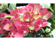 Hydrangea macrophylla