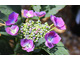 Hydrangea macrophylla 'Nachtingall'
