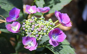 Hydrangea macrophylla 'Nachtingall'