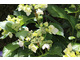 Hydrangea macrophylla 'Beaute Vendomoise'