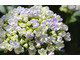 Hydrangea macrophylla 'Ayesha'