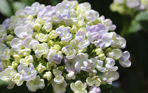 Hydrangea macrophylla 'Ayesha'