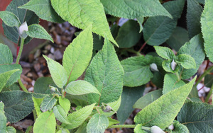 Hydrangea involucrata