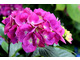 Hydrangea macrophylla 'Oregon Pride'