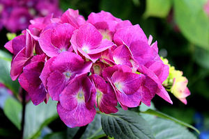 Hydrangea macrophylla 'Oregon Pride'