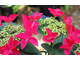 Hydrangea macrophylla 'Rotschwanz'