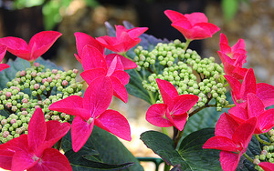 Hydrangea macrophylla 'Rotschwanz'