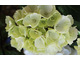 Hydrangea macrophylla 'Schneeball'