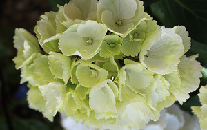 Hydrangea macrophylla 'Schneeball'