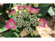 Hydrangea macrophylla 'Zorro'