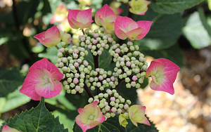 Hydrangea macrophylla 'Zorro'