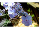 Hydrangea serrata 'Shojo'