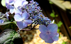 Hydrangea serrata 'Shojo'