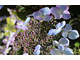 Hydrangea serrata 'Shojo'