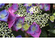 Hydrangea macrophylla 'Zorro'