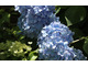Hydrangea macrophylla 'Mousseline'