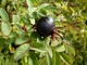 Rosa pimpinellifolia "Ancient" ma czarne owoce