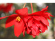 Begonia