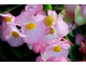 Begonia wiecznie kwitnąca