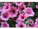 Petunia
