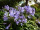 Agapanthus