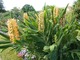 Hedychium gardenarium