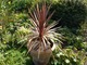 Cordyline australis "Purpurea"