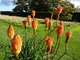 Kniphofia o pomarańczowych kwiatach