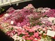 Ogromna różnorodność pelargonii. Kwiaty w miarę przekwitania trzeba wycinać pojedynczo, ale najłatwiej usunąć cały kwiatostan
