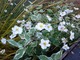 Dereń i zawilce japońskie o białych kwiatach, bardzo subtelne i niespotykane zestawienie