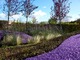 Fioletowy ogród. Rosną tutaj tylko dwie rośliny: Verbena bonariensis i Stipa tenuissima. 