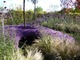 Fioletowy ogród otoczony śliwami wiśniowymi "Nigra"