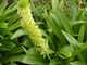 Eucomis bicolor