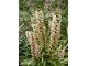 Eucomis comosa "Dark Form"