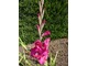 Gladiolus