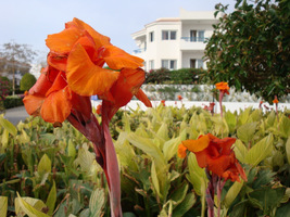 Canna "Bengal Tiger"