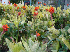 Canna "Bengal Tiger"