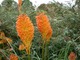 Kniphofia "Erecta"