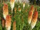 Kniphofia "Coral and Plum"