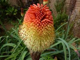 Kniphofia northiae