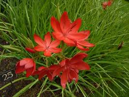 Schizostylis coccinea "Major"