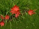 Schizostylis coccinea "Major"